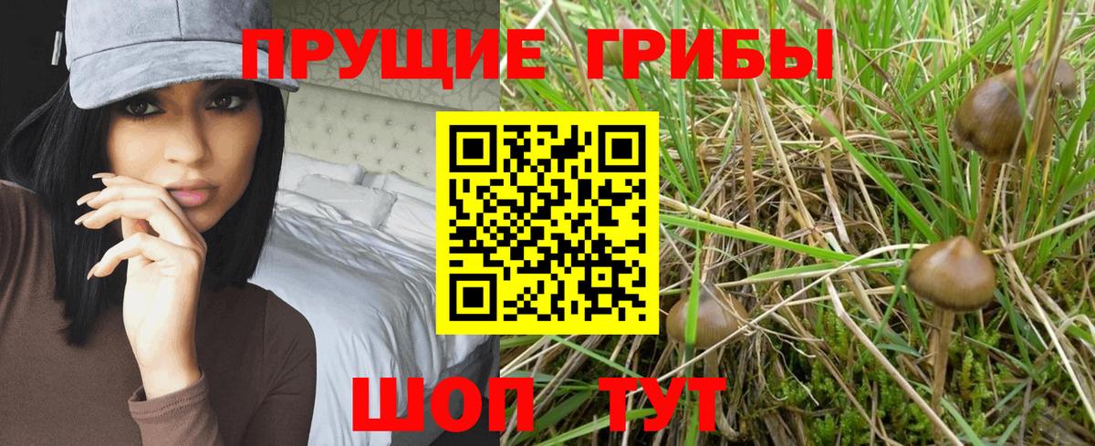 Галлюциногенные грибы Psilocybe  Вход с VPN  Хасавюрт 